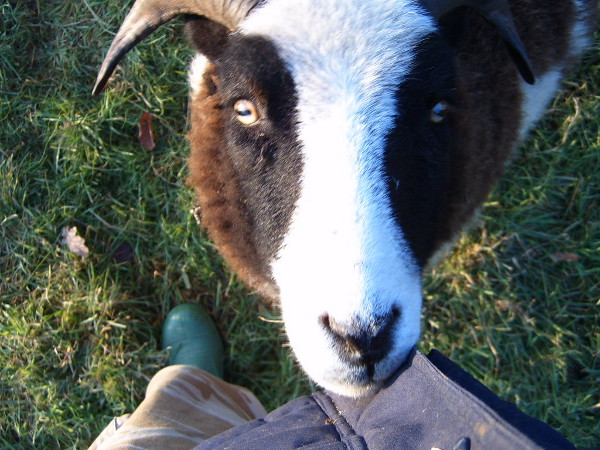  Sheep representative image