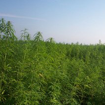 A field of hemp on a farm in France