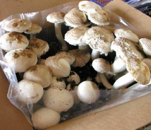 button mushrooms in a growing box