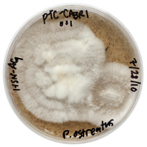 oyster mushroom tissue culture in a petri dish