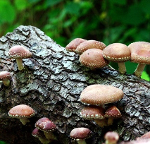 shiitake mushrooms growing on a hardwood log