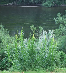 weld growing on a river bank