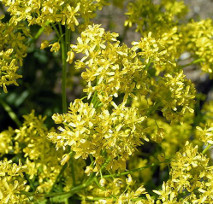 Isatis tinctoria, aka woad