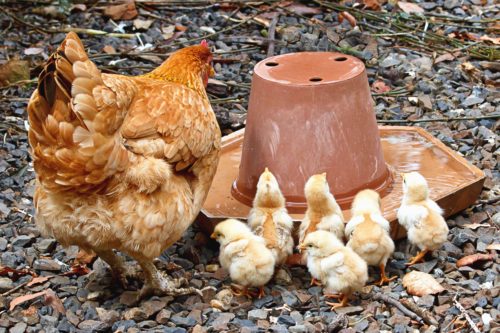 You can buy a gravity fed drinker for your chickens or make your own, such as the one shown in the photo.