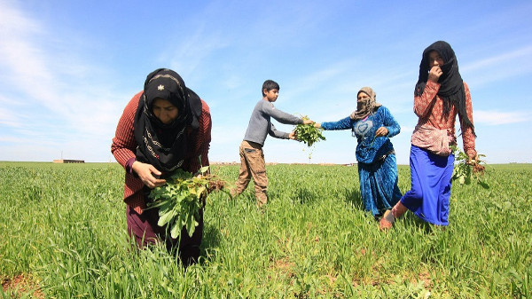 Jinwar Women's Village - Water for Rojava campaign