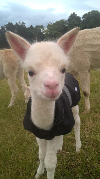 A 2-day old cria at Bobcat Alpacas