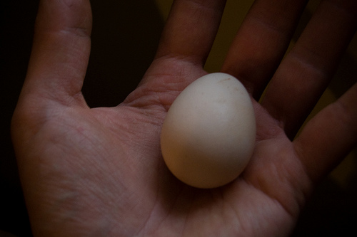 A guinea fowl egg