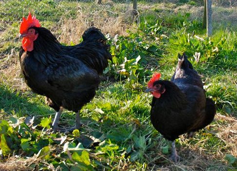 Austrolorp rooster and hen