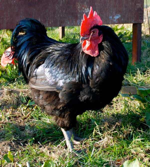 Should you keep a rooster with your hens? (and how to deal with a problem rooster)