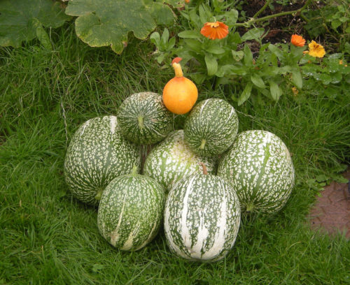 Pumpkins from humanure