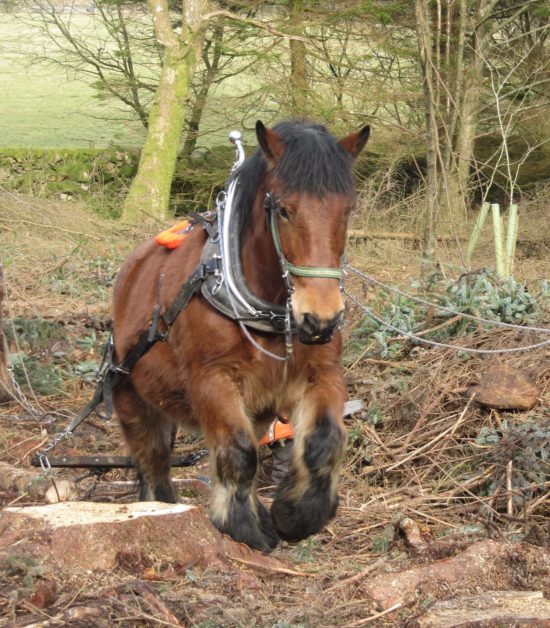 Stig is and 8 year old Ardennes, a Belgian breed.