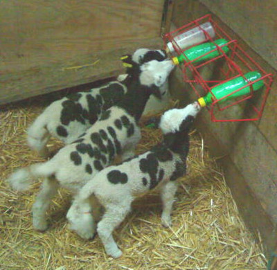 bottle-fed lambs