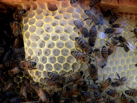Inside a bee-friendly hive.