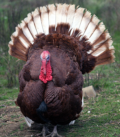 A stag bourbon red turkey