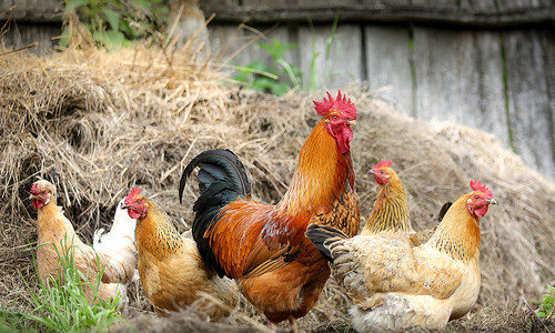 A flock of hens with a rooster