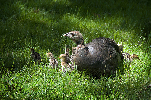 Female turkey with young poults (pic: Brookhaven National Laboratory, Creative commons)