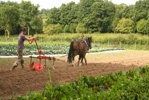 Community-supported agriculture offers flexibility to return to traditional farming methods