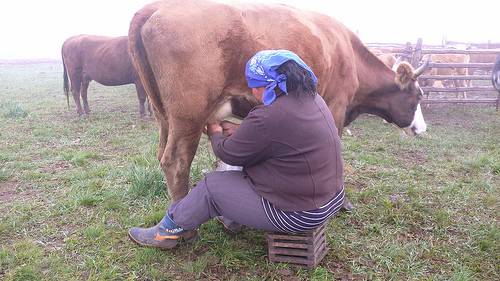 Some cows can be milked out in the field with just a stool and a bucket