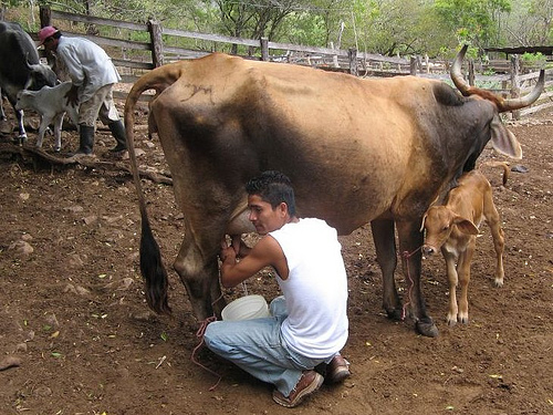 An example of low-impact dairying with a milking cow with her calf still at foot (pic: Sven Hansen, creative commons).