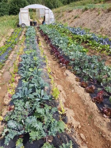 Permaculture design can cover more than growing
