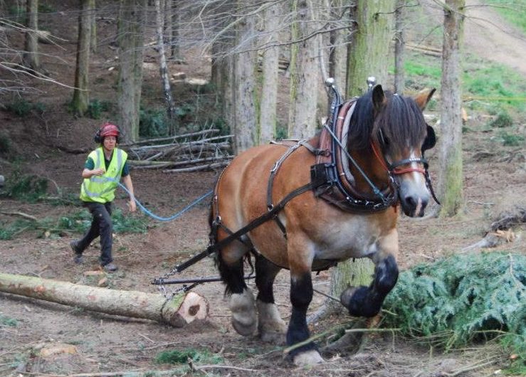 Logging with a horse pic: steffi Schaffler