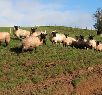 Suffolks