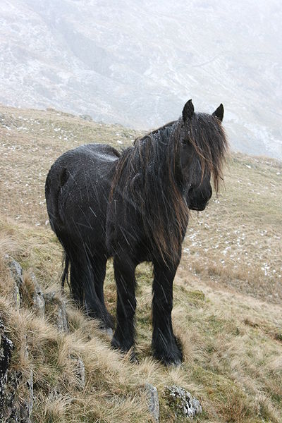 A Fell Pony. Originating in Cumbria these are one of the smaller, 'cob' size, traditional working horses (pic: Paul, creative commons)