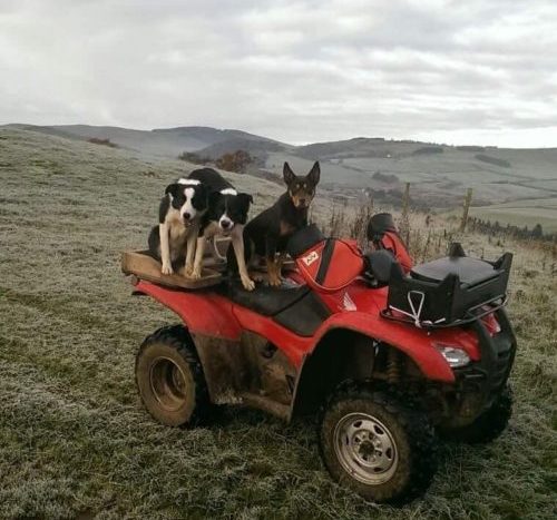 Sheepdogs sitting on a quad bike