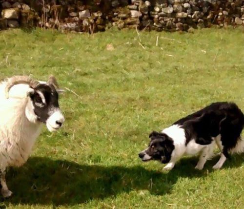 In the UK the intelligent and active Border collie is the most common breed of sheep dog.