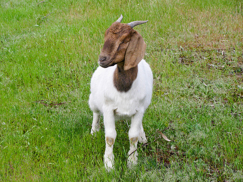 A Boer goat