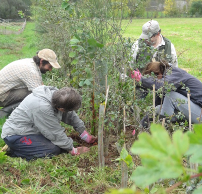 planting