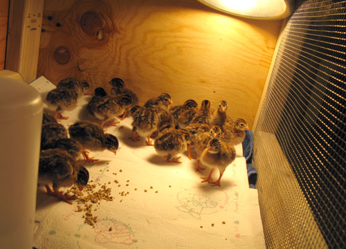 4 day old keets in a brooder