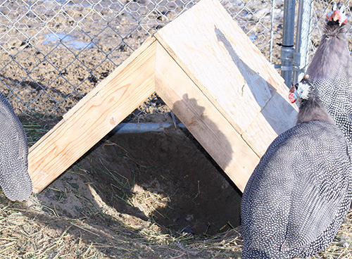 A shelter under which birds can dust bathe