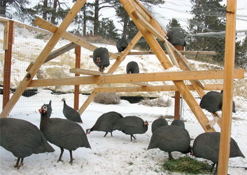 Guinea fowl enjoying a climbing structure in their pen