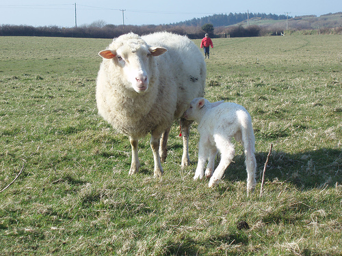 friesland sheep and lamb