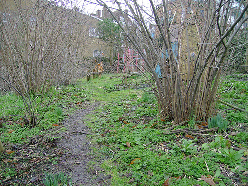 Small scale hazel coppice (pic: London Permaculture, creative commons)