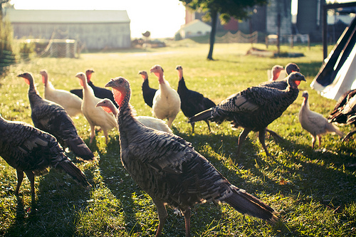 A flock of free range hen turkeys