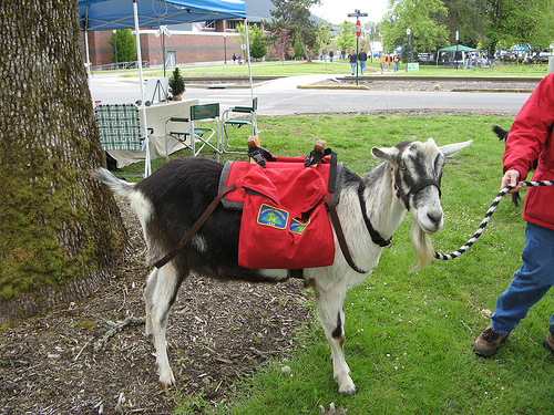 A castrated male goat being trained as a harness animal