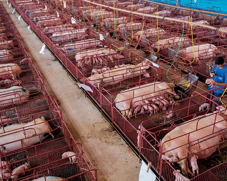 intensive pig farming