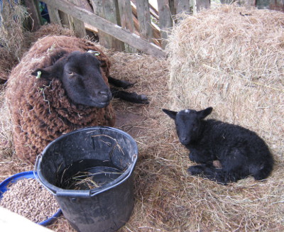 ewe with lamb