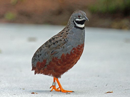 The Chinese painted quail