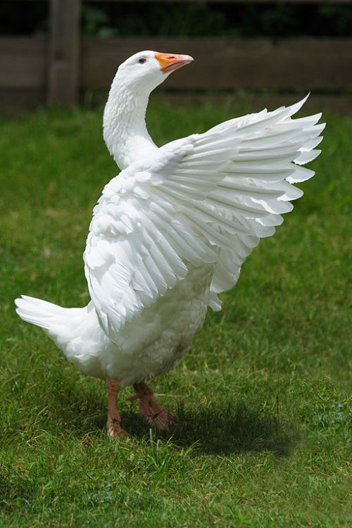 Embden geese are a breed commonly kept for meat. they are often hybridised with Toulouse geese (pic: Ralph Daily, creative commons)