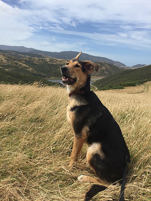 A young Hunaway. Huntaways are a strong, vocal breed originating in New Zealand