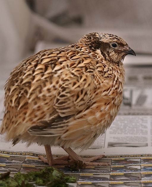 A Japanese Coturnix