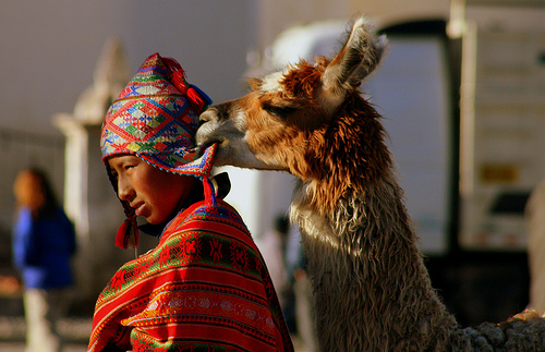 An alpaca in Peru (pic: whl.travel, creative commons)