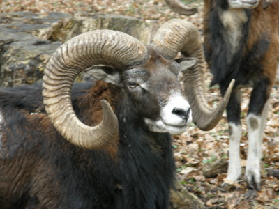 mouflon