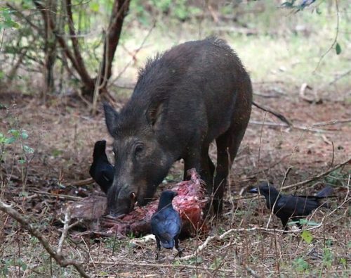 A wild boar eating meat (pic: Thimindu, creative commons)