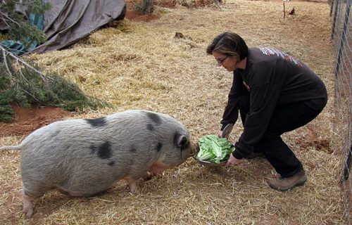 Feeding a pig salad leaves (pic: Becker1999, creative commons).
