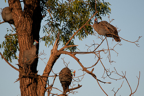 Guinea fowl roosting in a tree