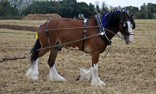 A shire horse pulling a harrow. The largest British breed of draught horse